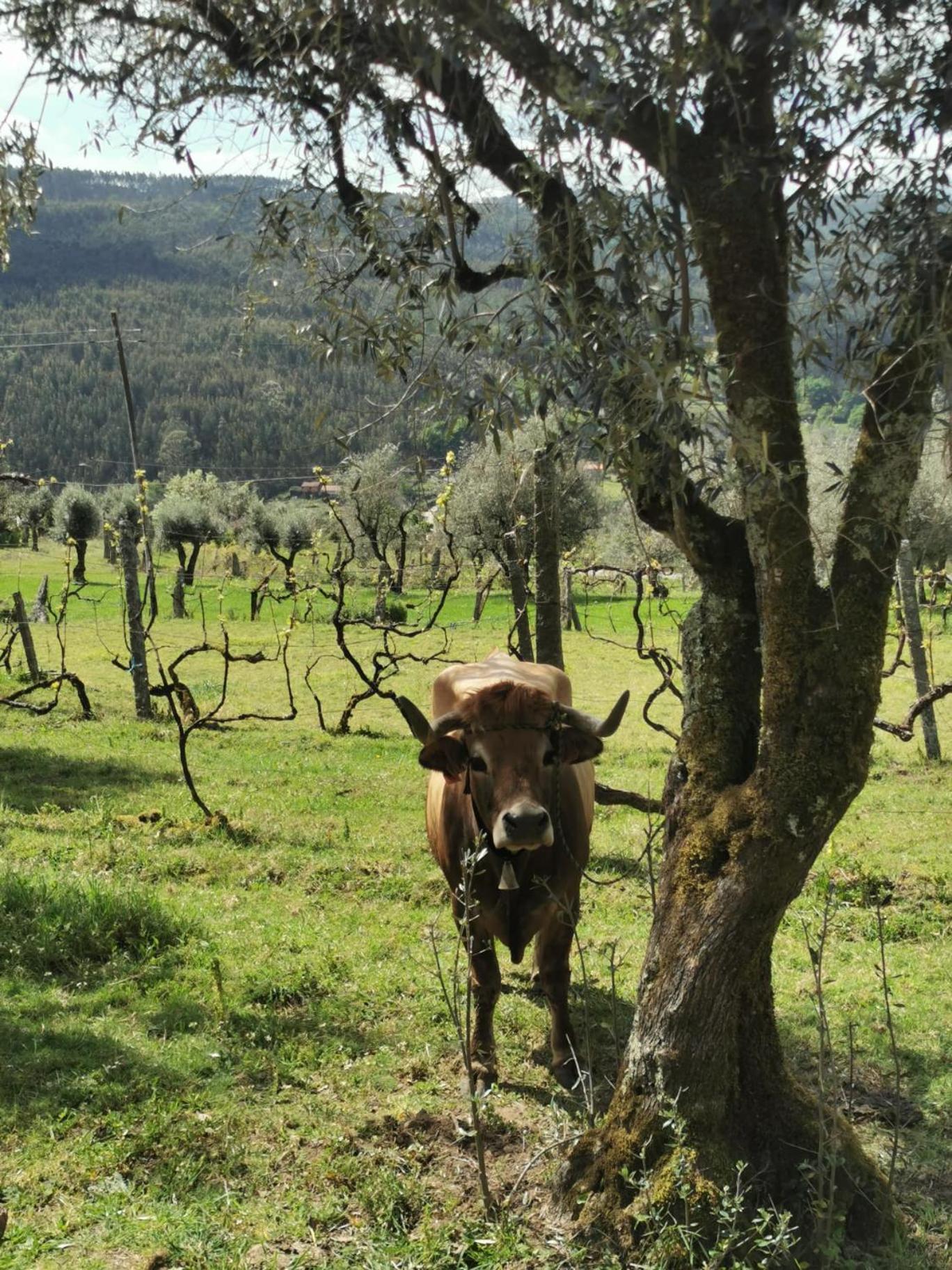 Vila Campo Villa Alcofra Dış mekan fotoğraf